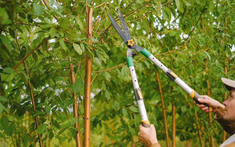 Tree trimming in La Motte, IA